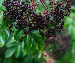 Hyldebær TINKTUR - oktobers urtemedicin af Hyldemors Have