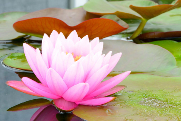 Lotus-Color-Meaning