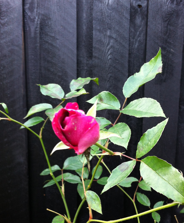 2014 har været et forunderligt år. I dag den 17. december er det 7 grader og roserne blomstrer på terrassen, hvilket jo meget fint siger alt om, at 2014 ikke har været helt sædvanligt. Blog af Maria Dahl MOOLA