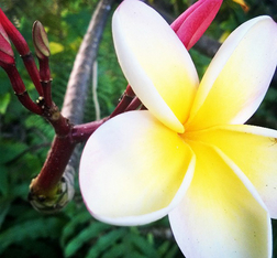 Hvis naturen er perfekt, og jeg er natur, må jeg per definition være perfekt artikel af Tara Summer